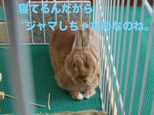 P1050231のコピー