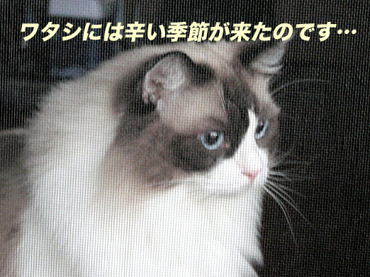 P1160401のコピー