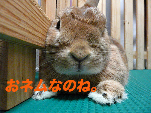 P1150940のコピー