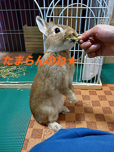 P1120228のコピー