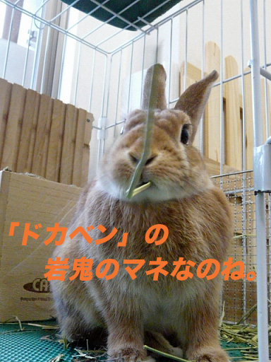 P1110283のコピー