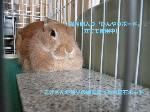 P1050239のコピー