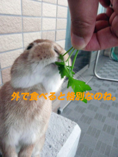 P1140841のコピ