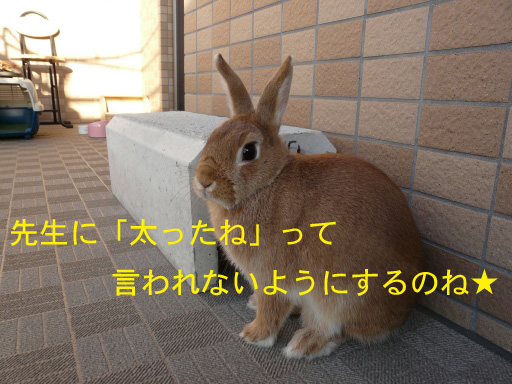 P1070707のコピー