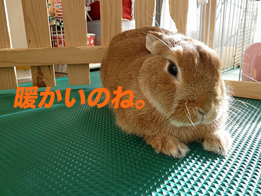 P1120741のコピー