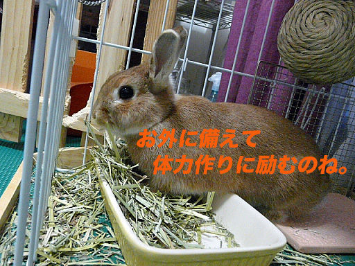P1110753のコピー