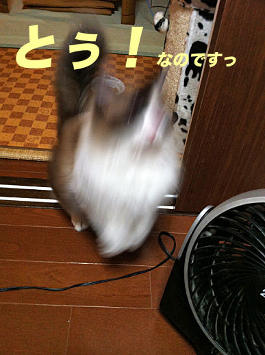 IMG_8976のコピー