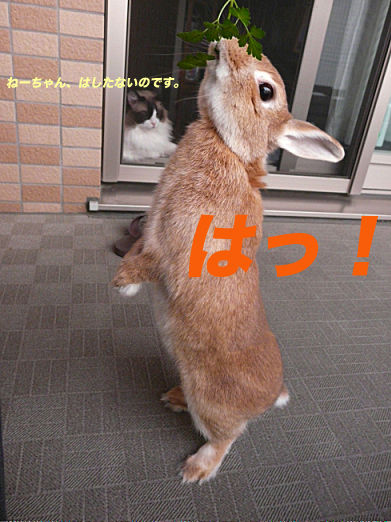 P1150597のコピー