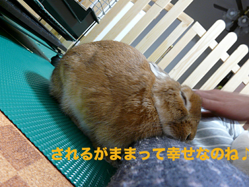P1090085のコピー