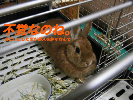 P1150215のコピ