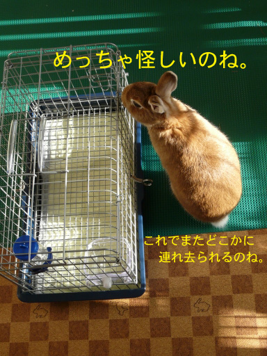P1070756のコピー