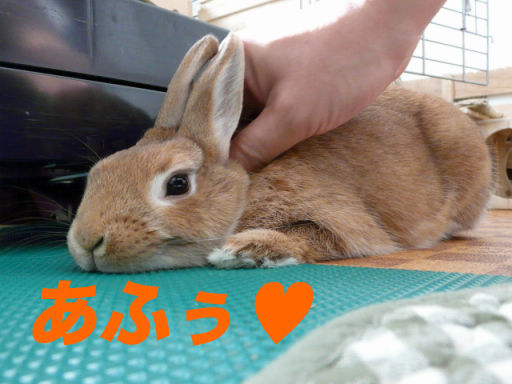 P1130389のコピー