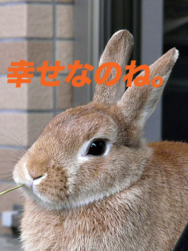 P1120247のコピー