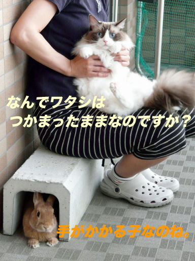 P1140637のコピ