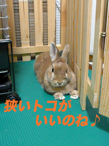 P1110528のコピー