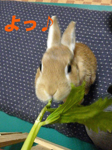 P1150385のコピー