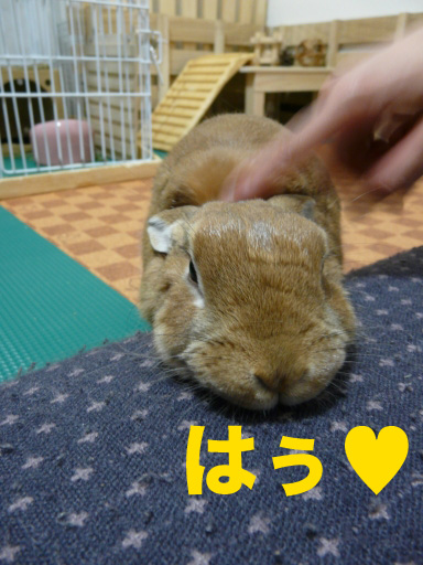 P1080857のコピー