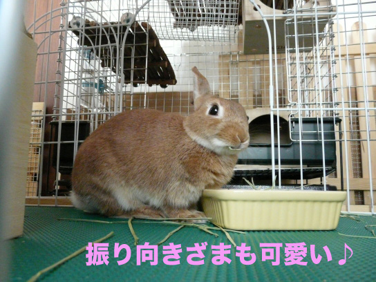 P1030639のコピー