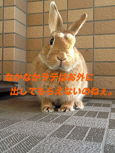 IMG_7697のコピー