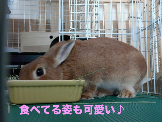 P1030634のコピー