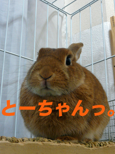 P1100159のコピー