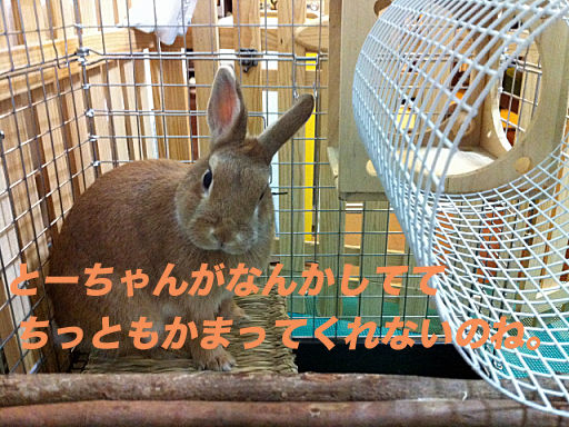 IMG_2721のコピー