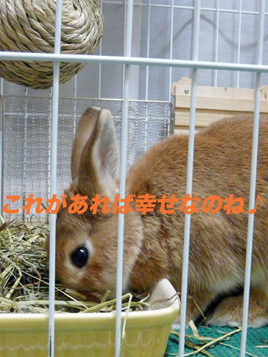 P1110478のコピー