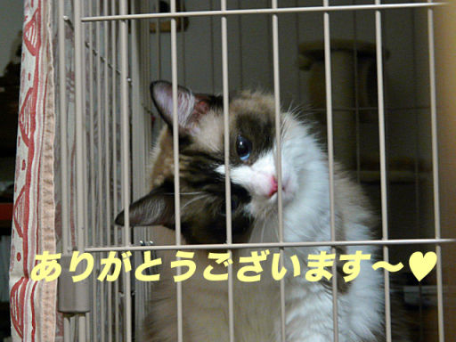 P1130976のコピ