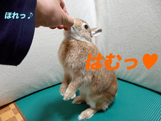 P1160336のコピー