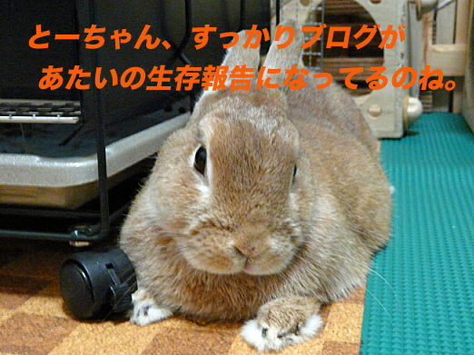 P1150987のコピー