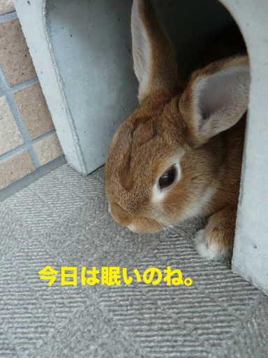 P1060592のコピー