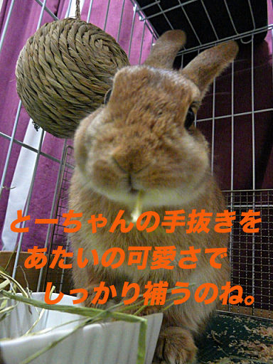 P1130227のコピー