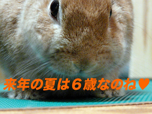 P1160325のコピー