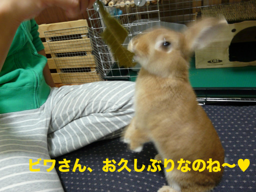 P1060942のコピー