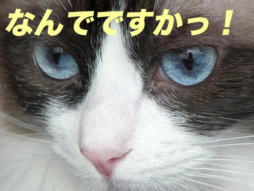P1130869のコピ