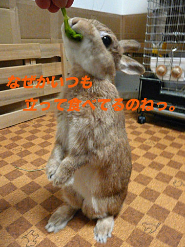 P1150954のコピー