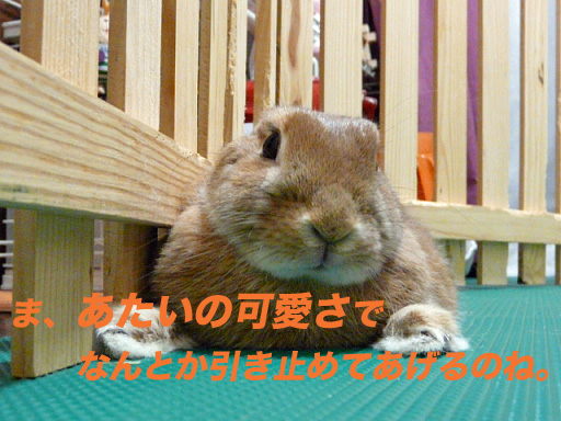 P1110495のコピー