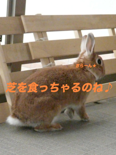 P1090900のコピー