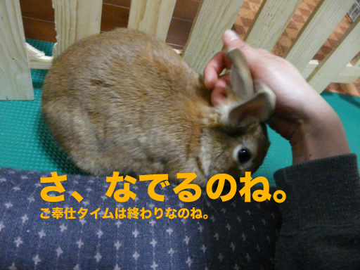 P1090011のコピー