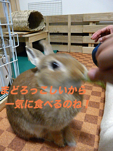 P1120156のコピー