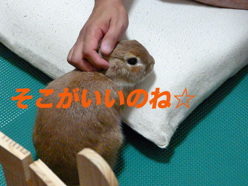 P1110814のコピー