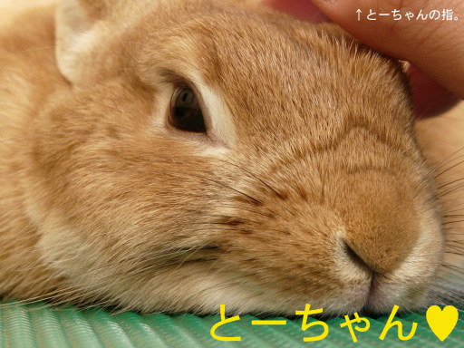P1070804のコピー