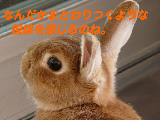 P1130603のコピー