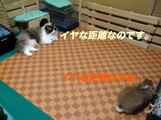 P1150325のコピ