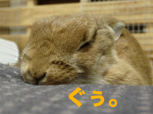 P1090055のコピー