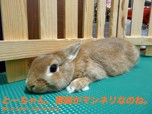 P1110493のコピー