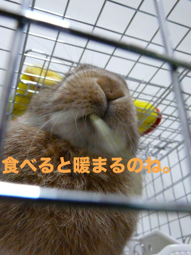 P1070564のコピー