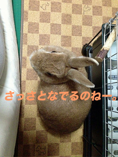 IMG_3905のコピー