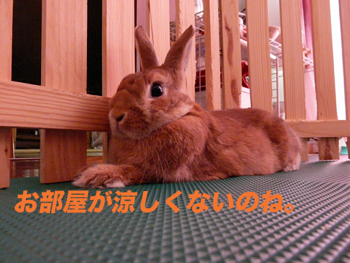 P1110297のコピー