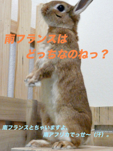 P1100437のコピー
